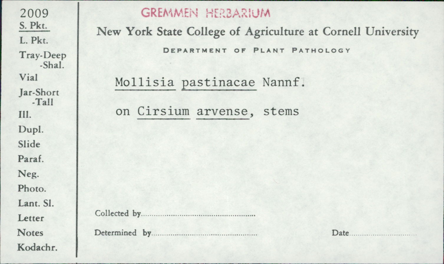 Mollisia pastinacae image
