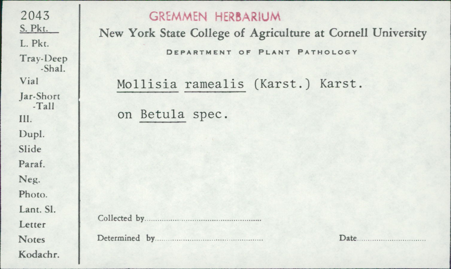 Mollisia ramealis image