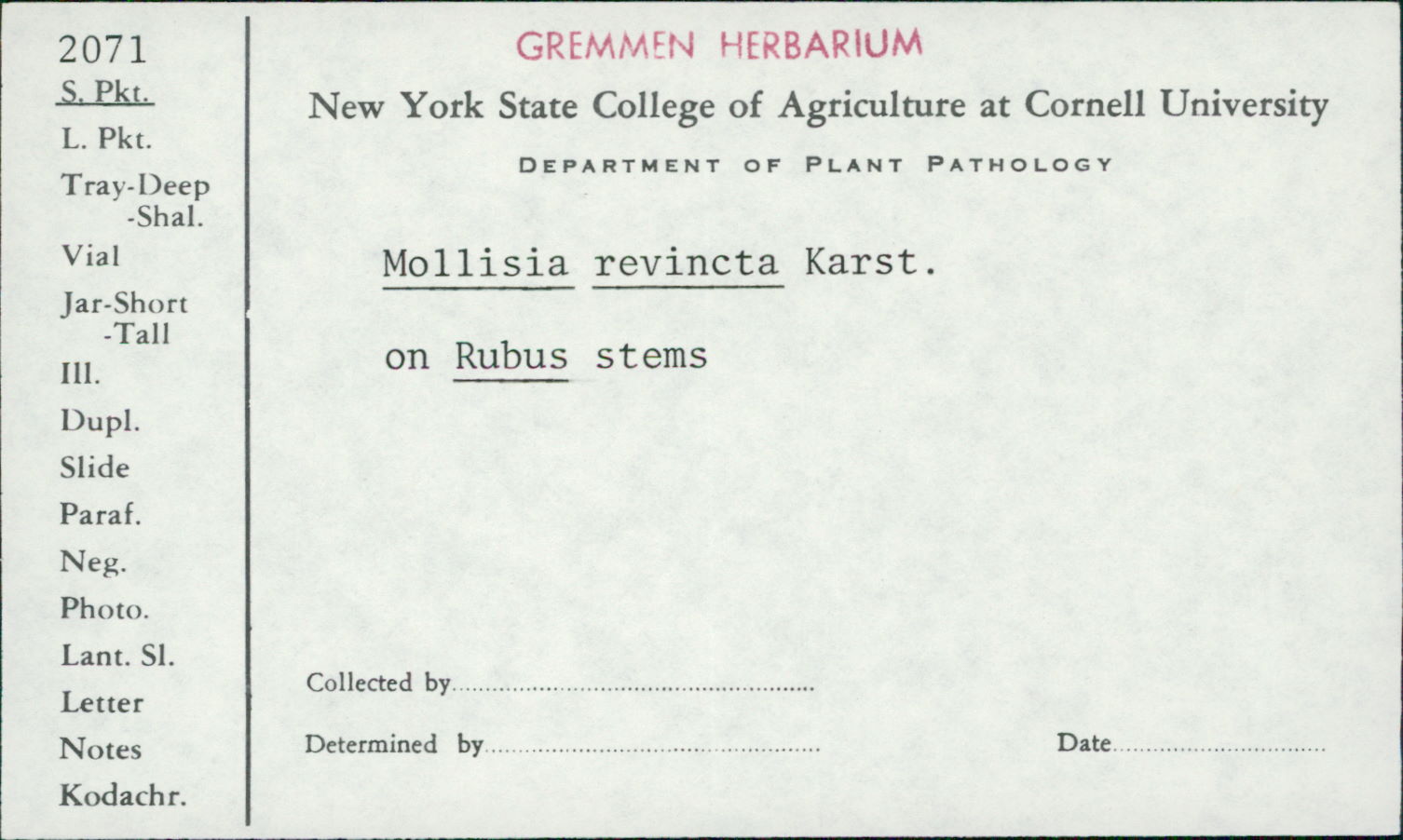 Mollisia revincta image