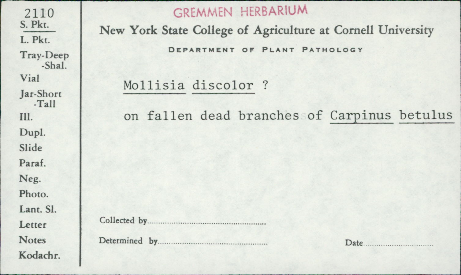 Mollisia discolor image