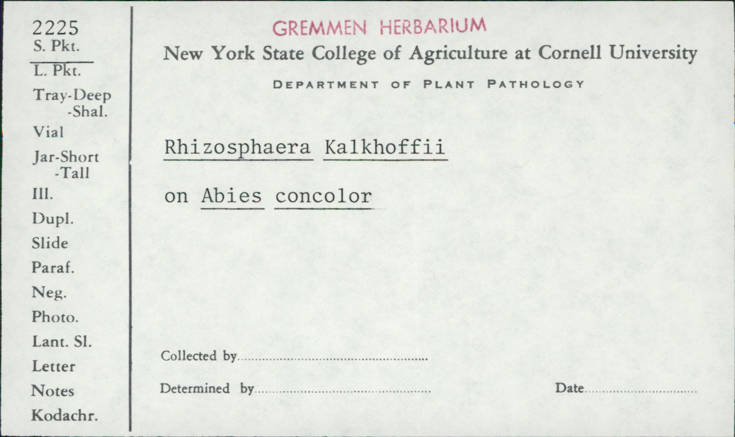 Rhizosphaera kalkhoffii image