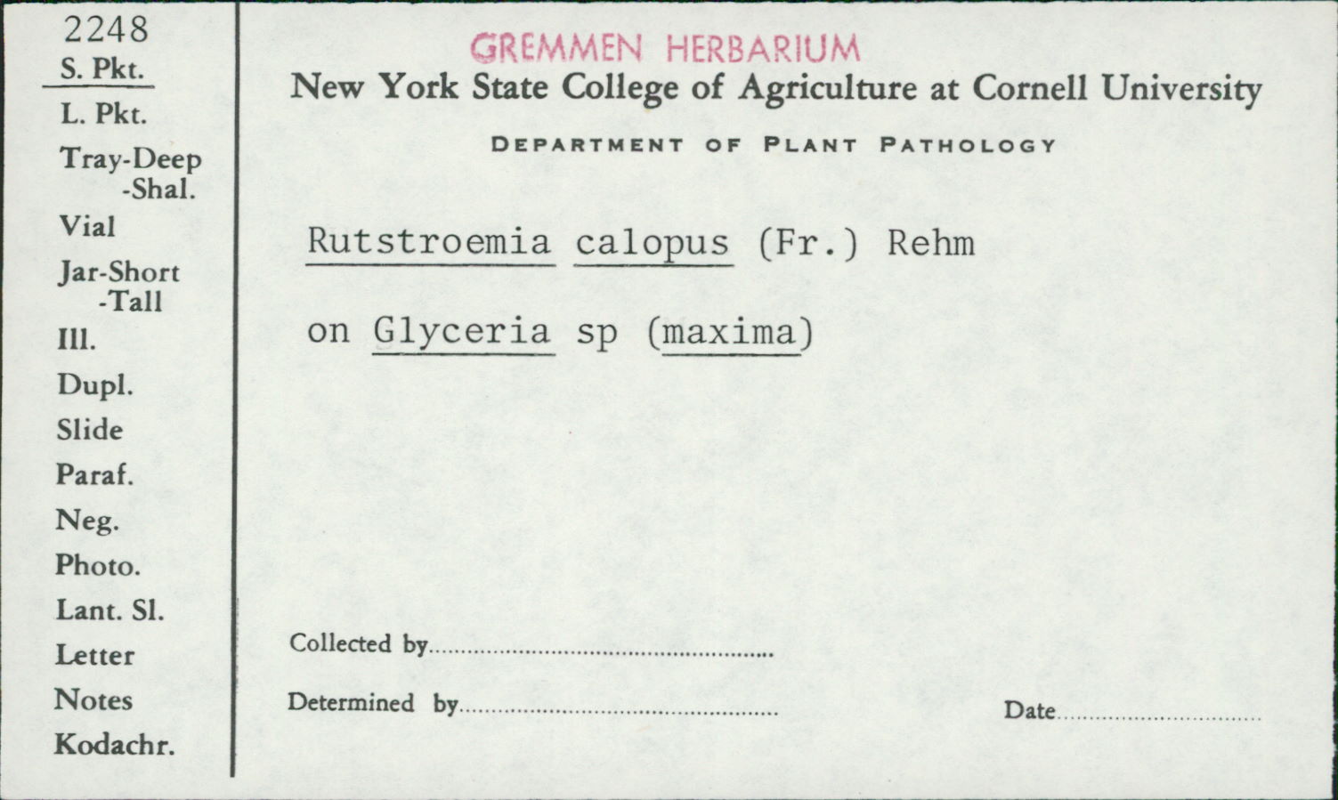 Rutstroemia calopus image