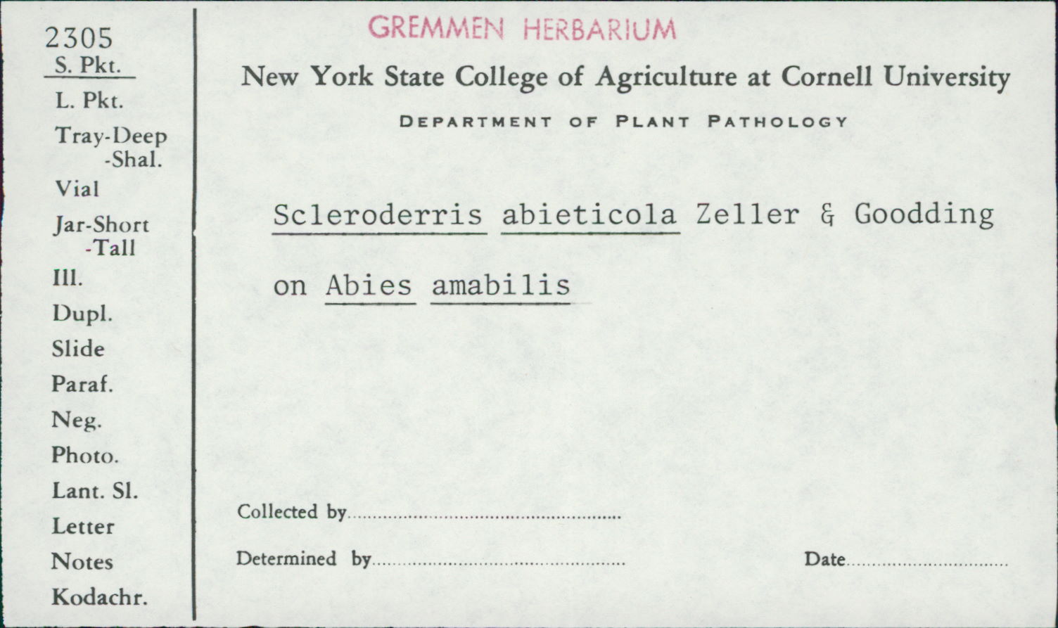 Grovesiella abieticola image
