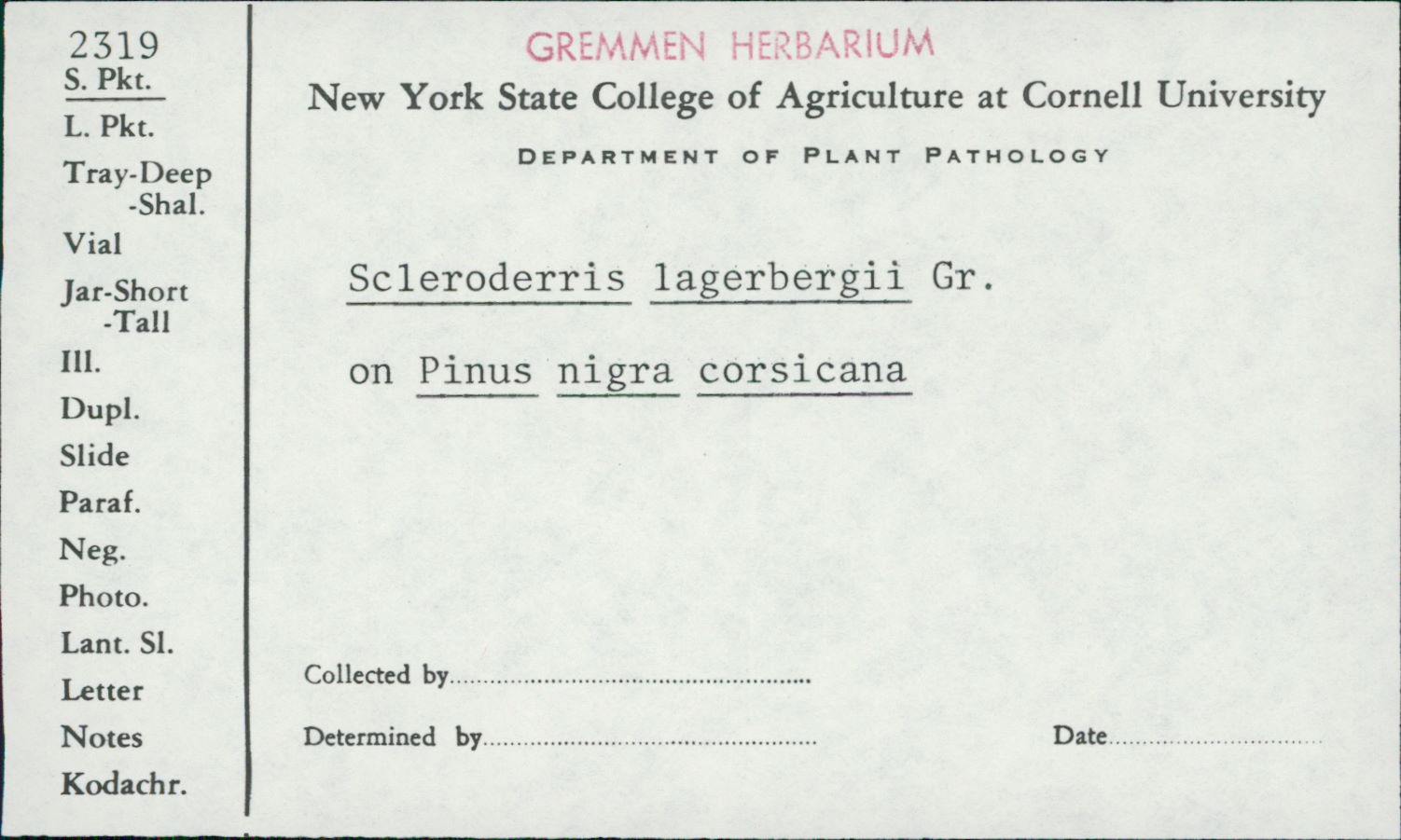 Gremmeniella abietina image