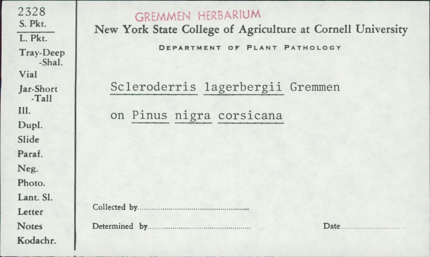 Gremmeniella abietina image