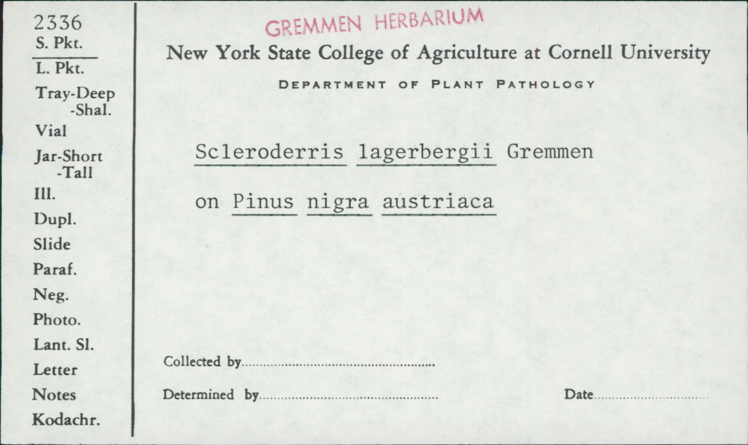 Gremmeniella image
