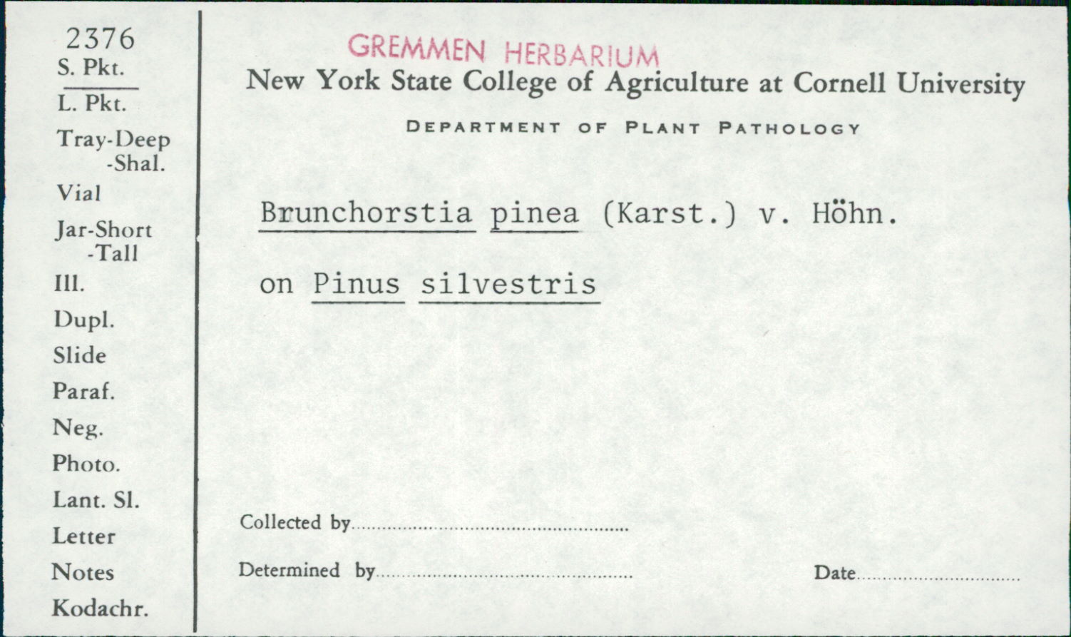 Gremmeniella abietina image