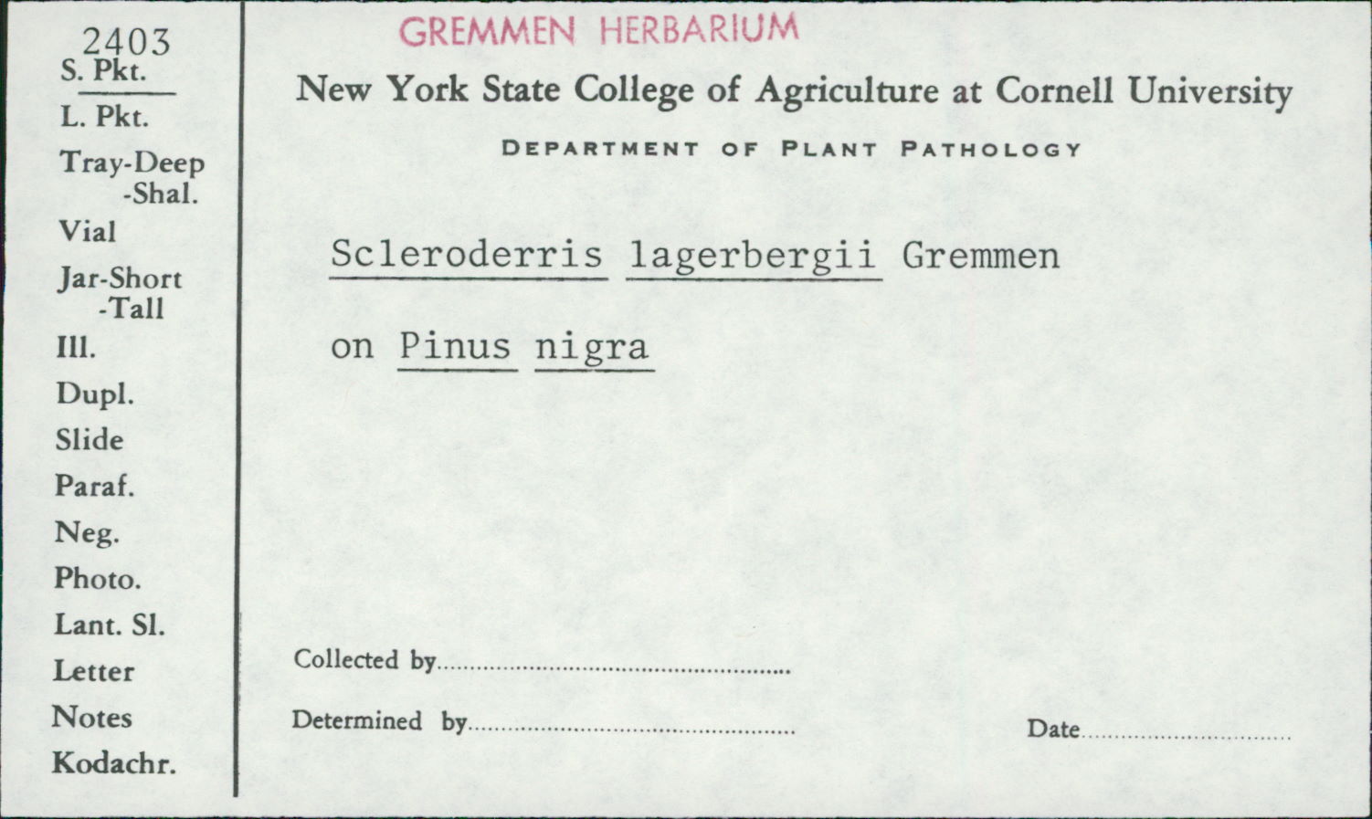 Gremmeniella image