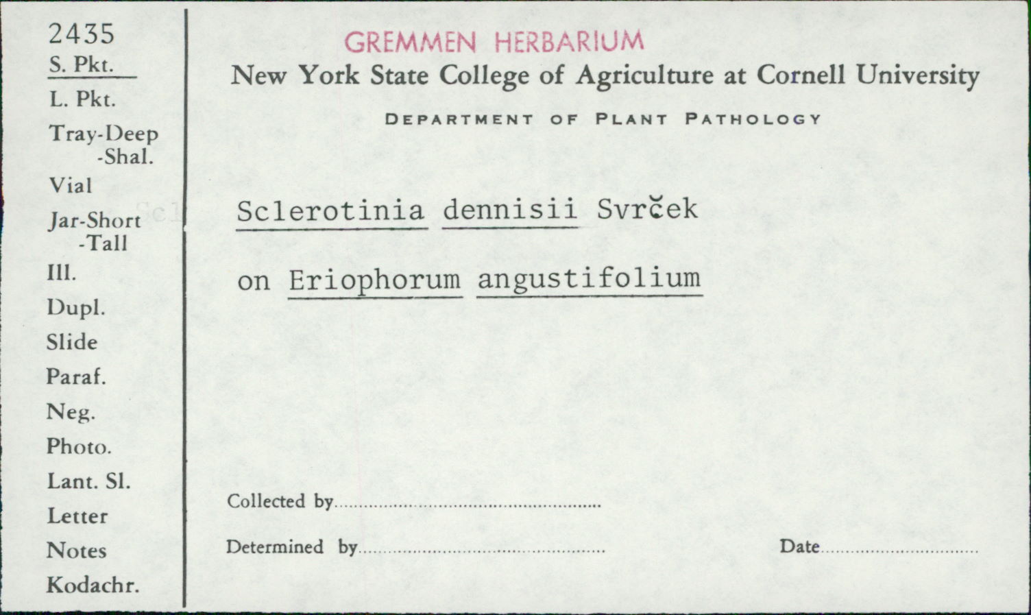 Myriosclerotinia dennisii image