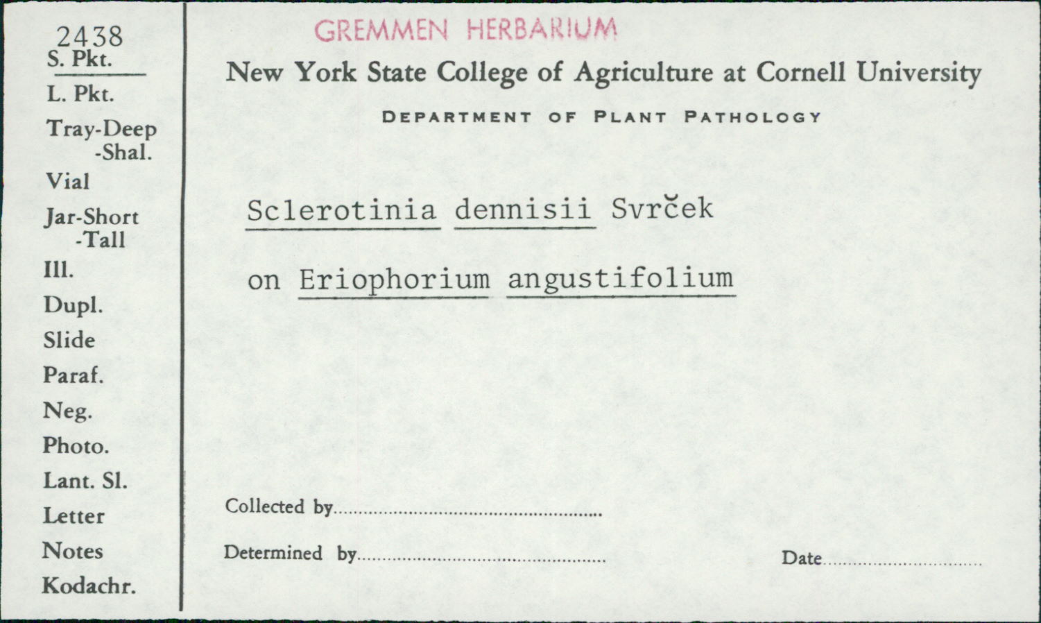 Myriosclerotinia dennisii image