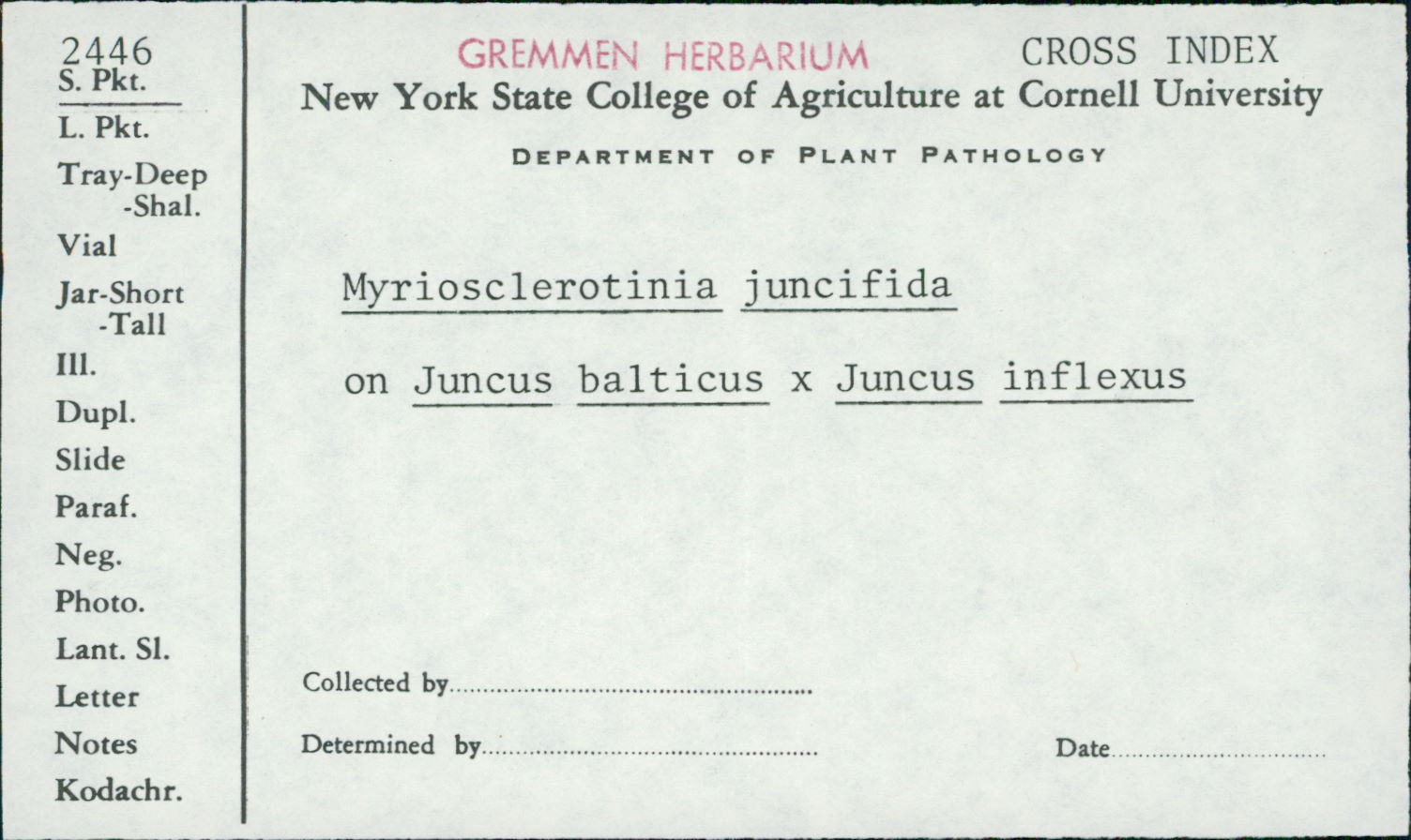 Myriosclerotinia juncifida image