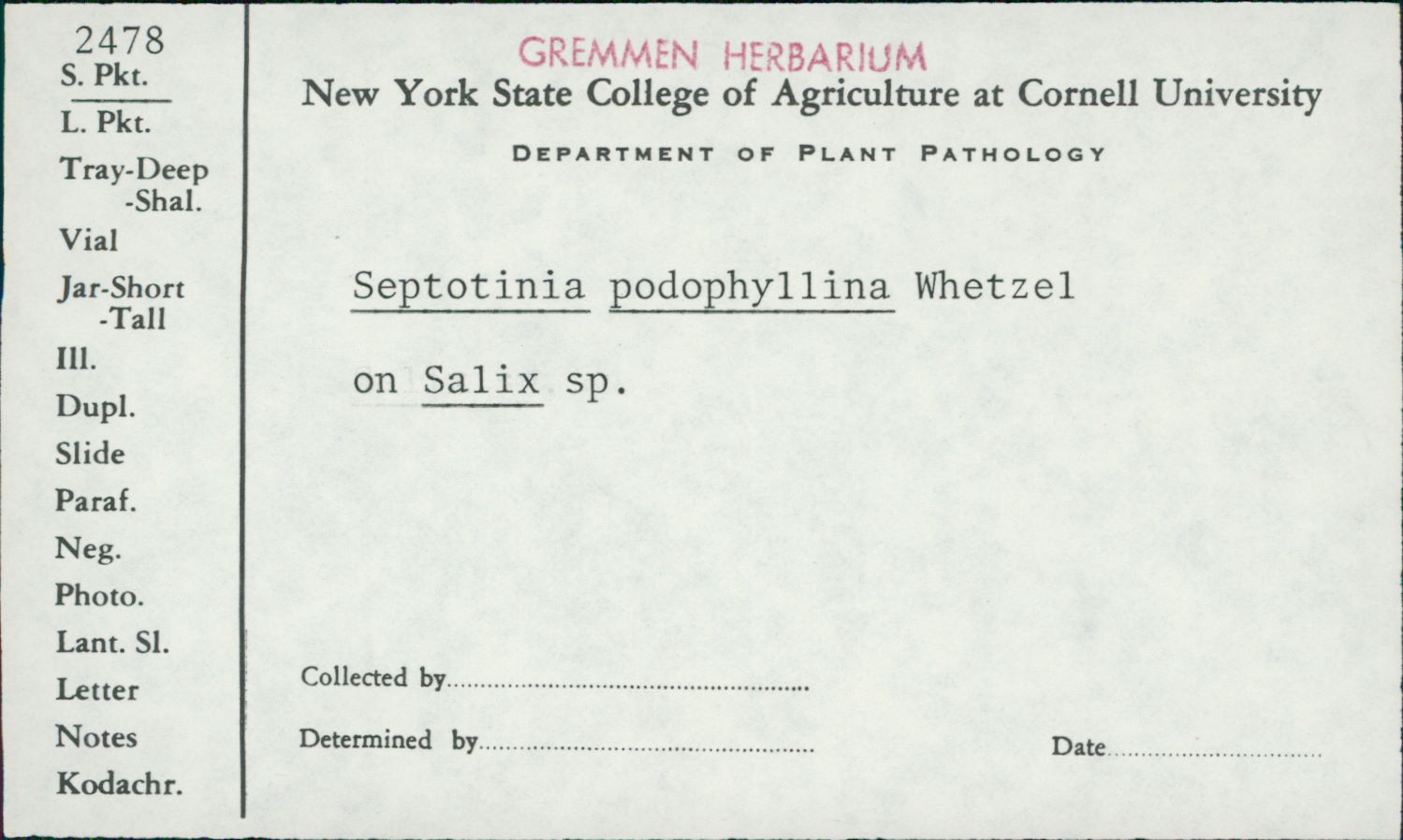 Septotis podophyllina image