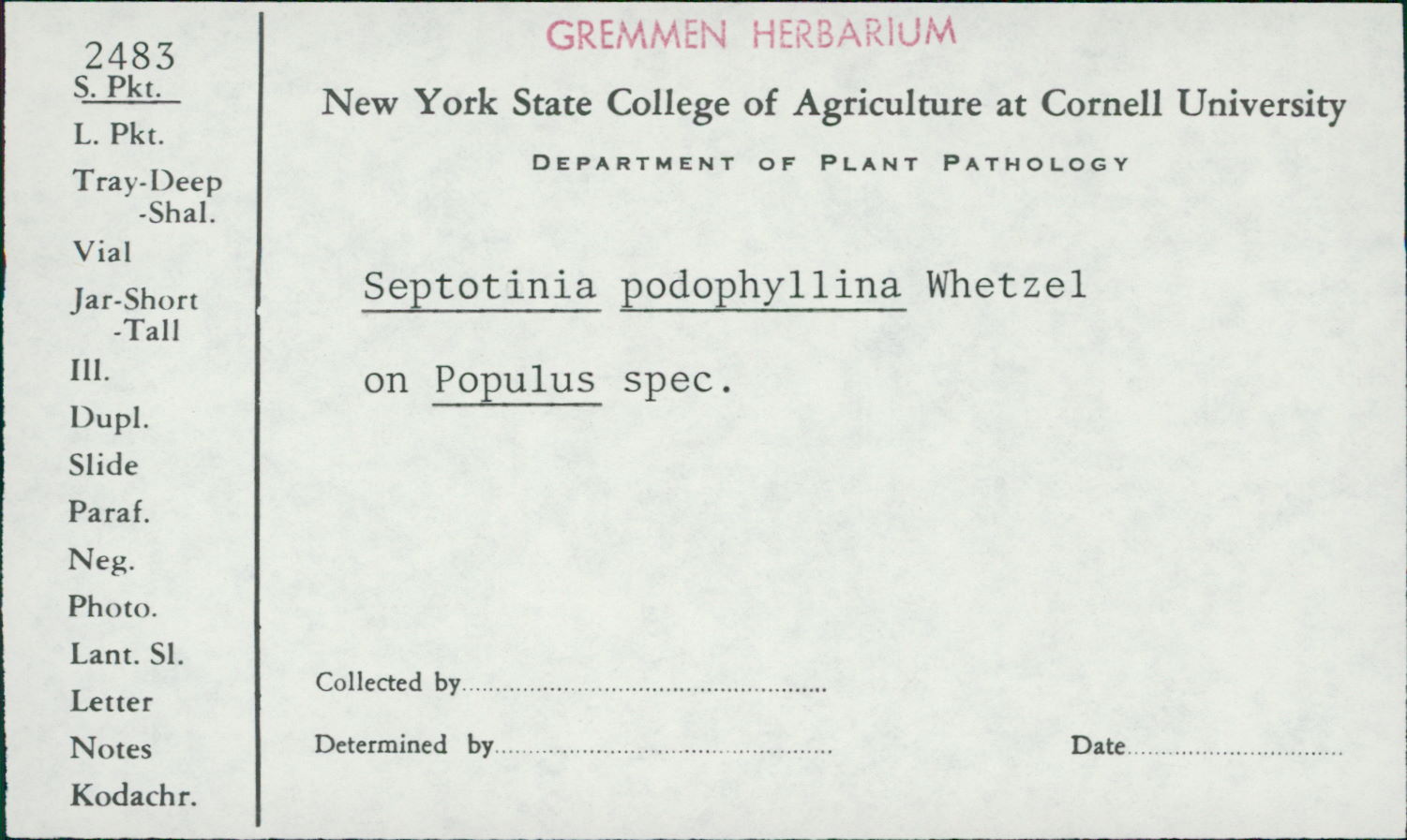 Septotis podophyllina image