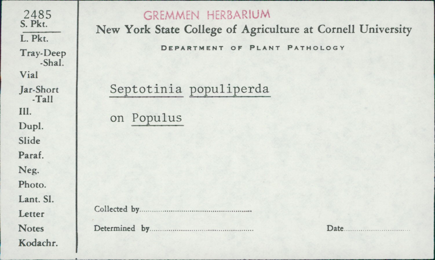 Septotinia populiperda image
