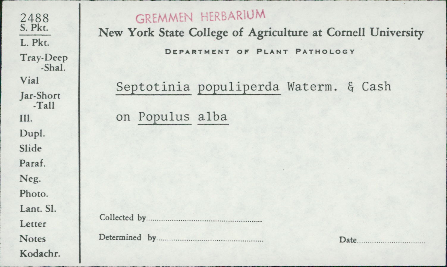 Septotinia populiperda image