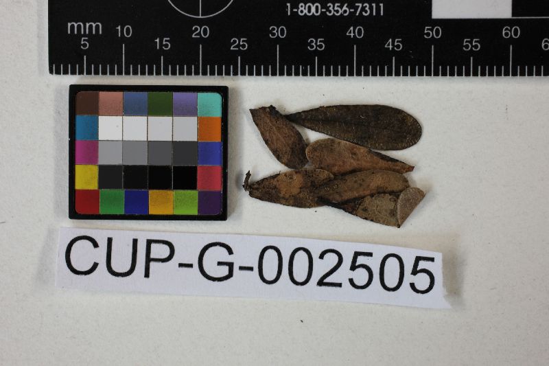 Propolis phacidioides image