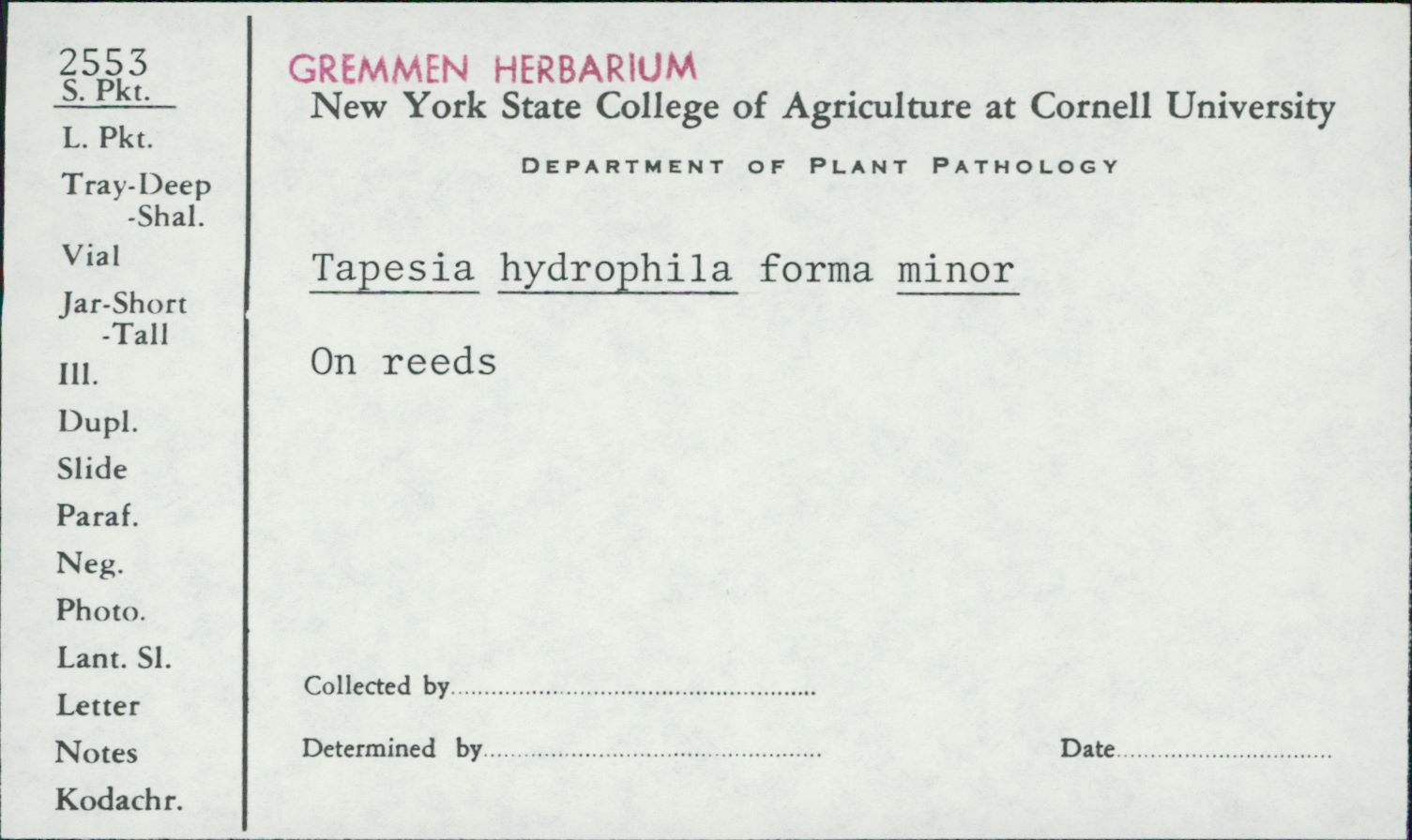 Mollisia hydrophila image