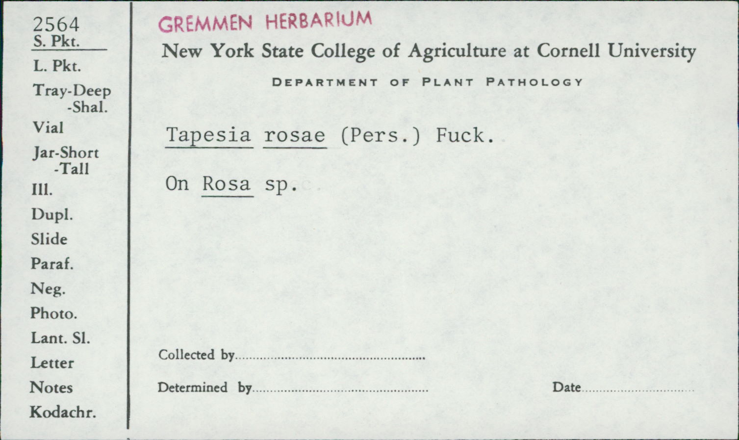 Mollisia rosae image