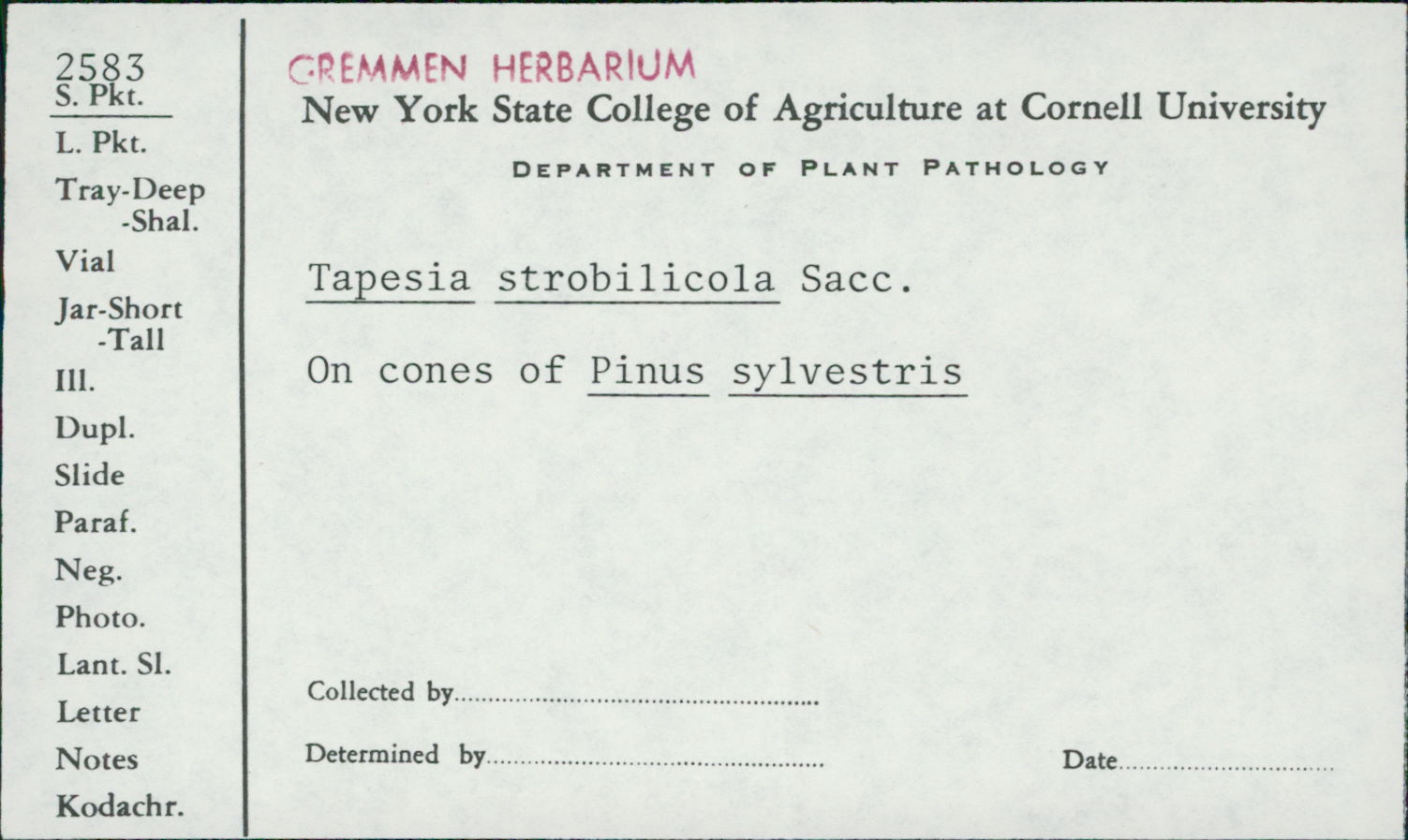 Tapesia strobilicola image