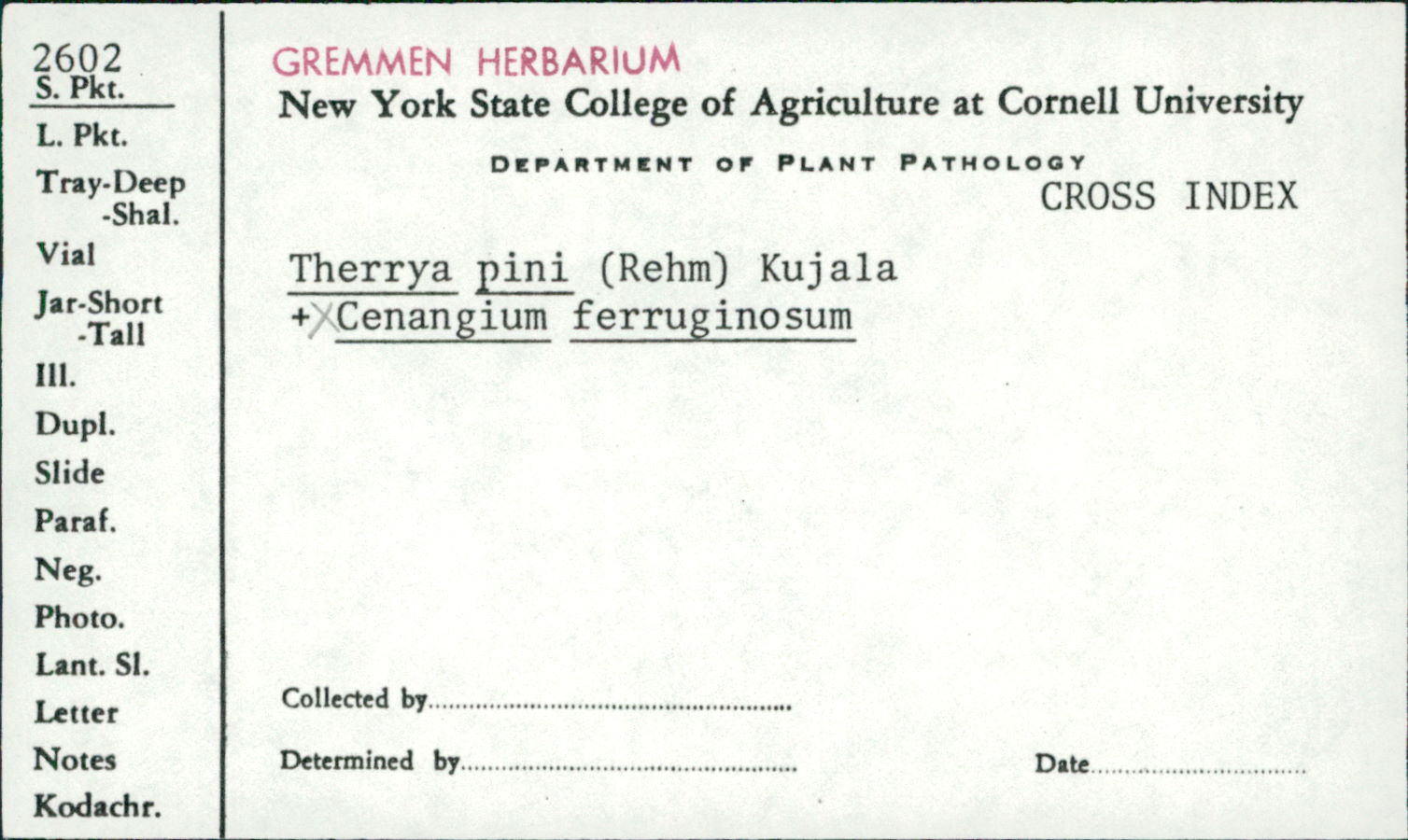 Durandiella helvetica image