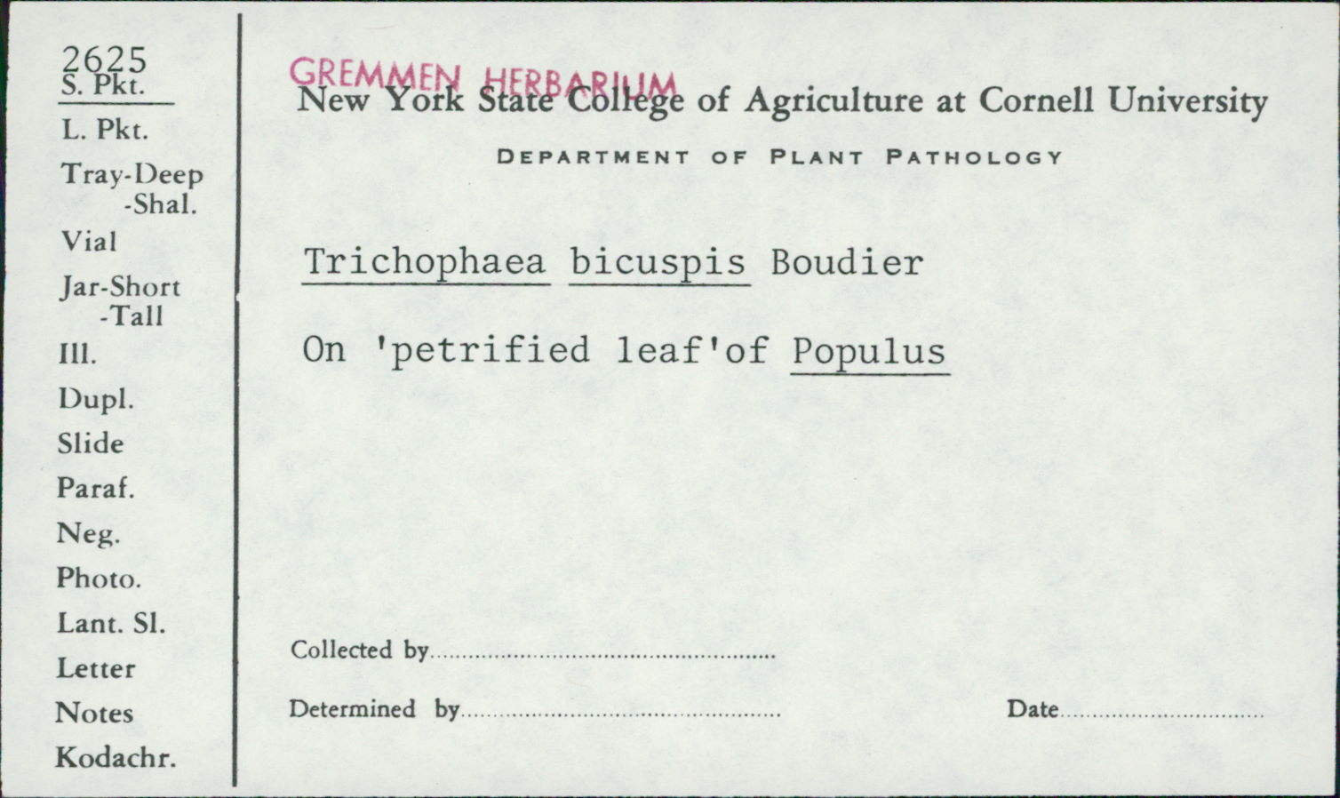 Trichophaeopsis bicuspis image