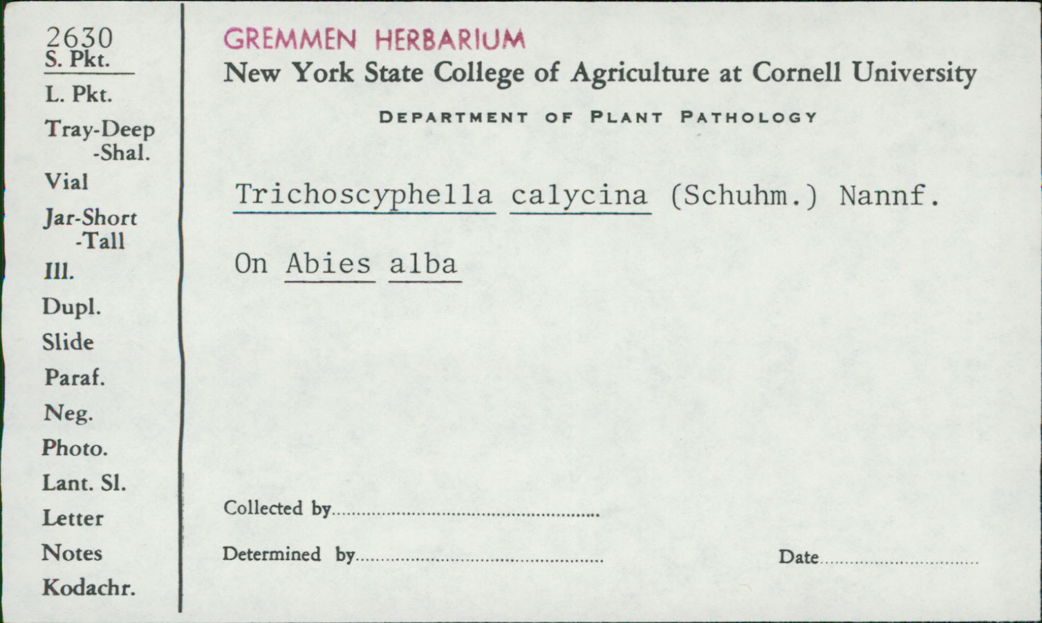 Dasyscyphus calycinus image
