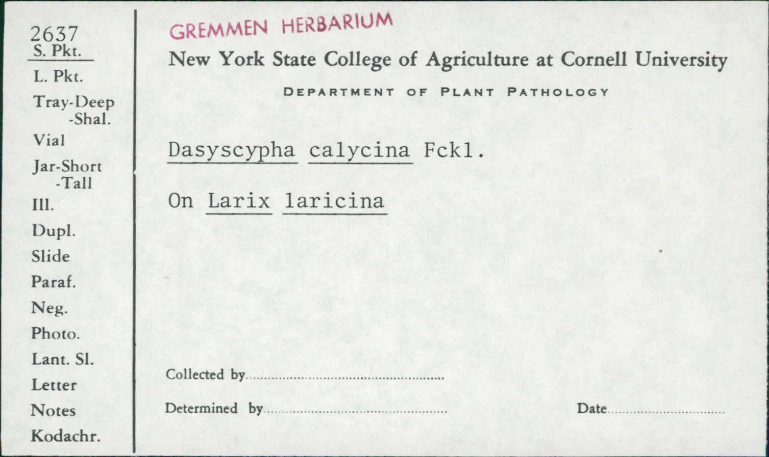 Dasyscyphus calycinus image