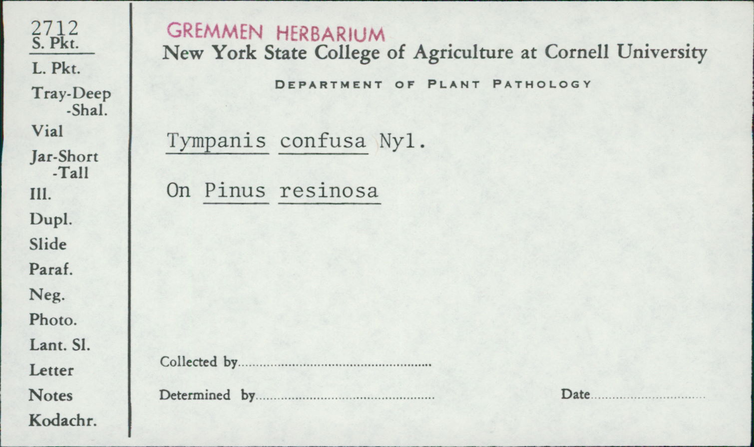 Tympanis confusa image