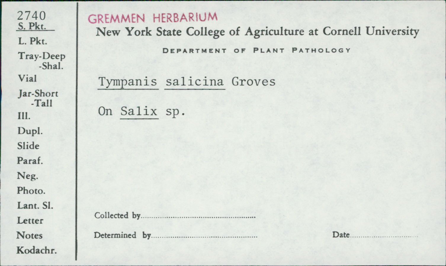 Tympanis salicina image