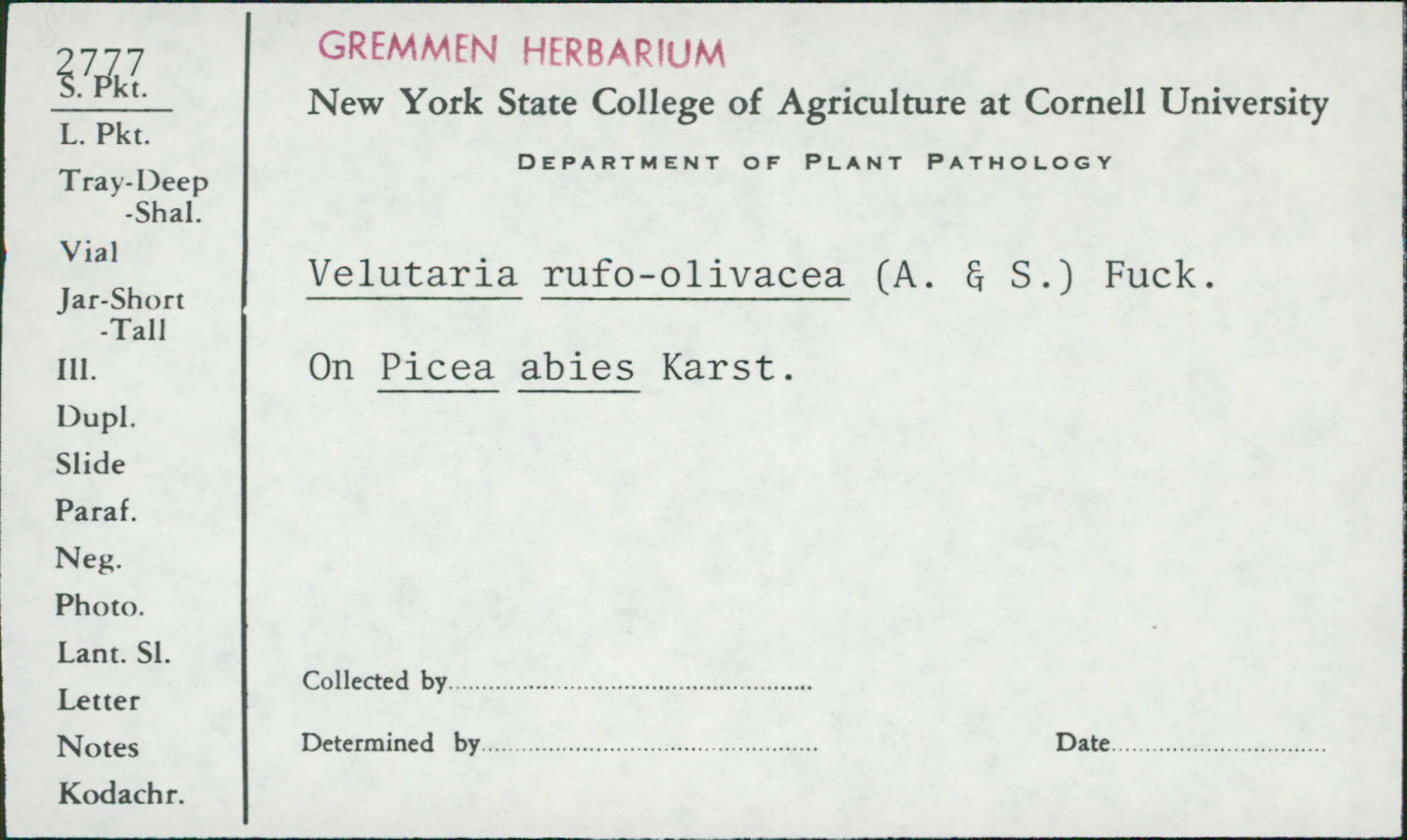 Velutarina image