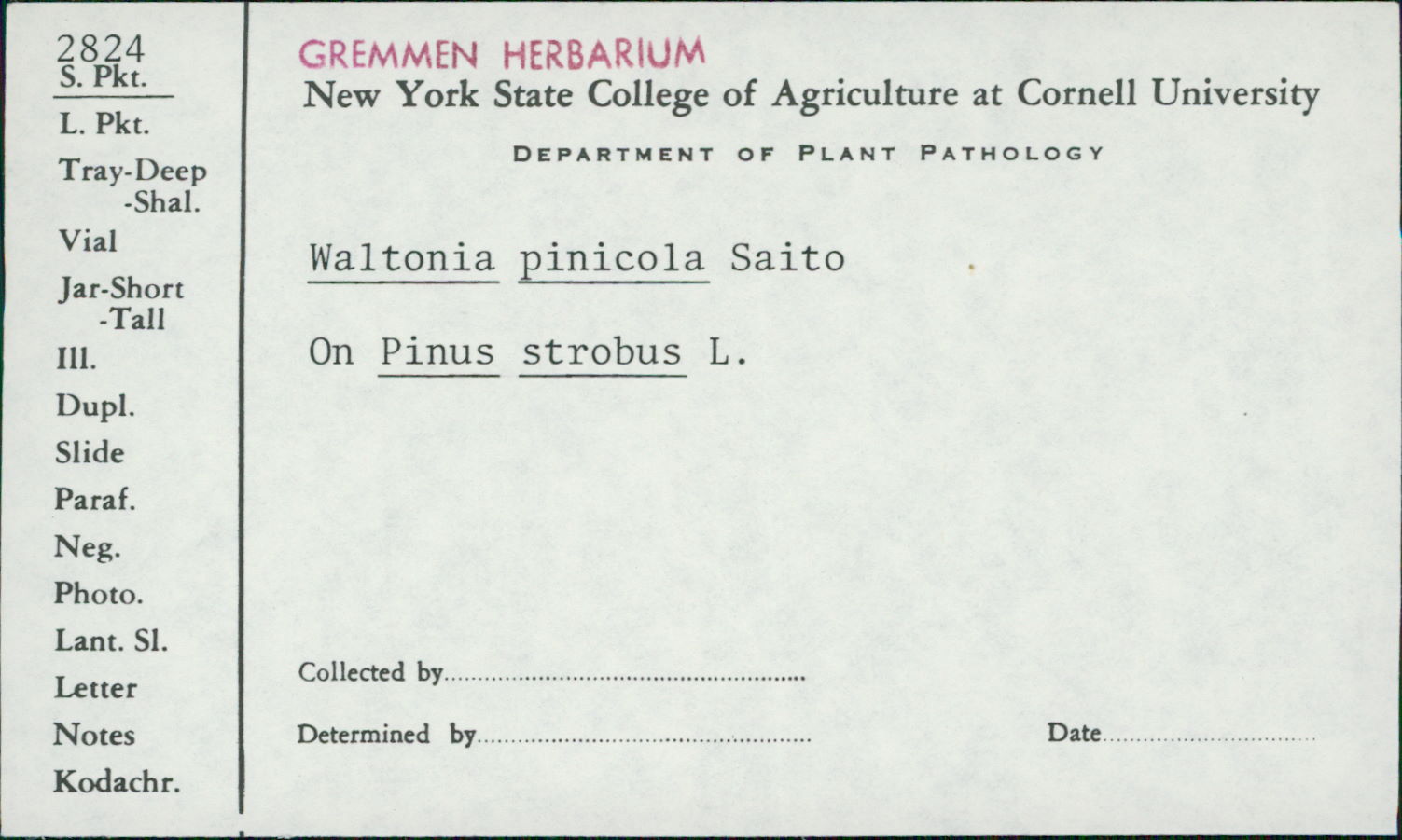 Waltonia pinicola image