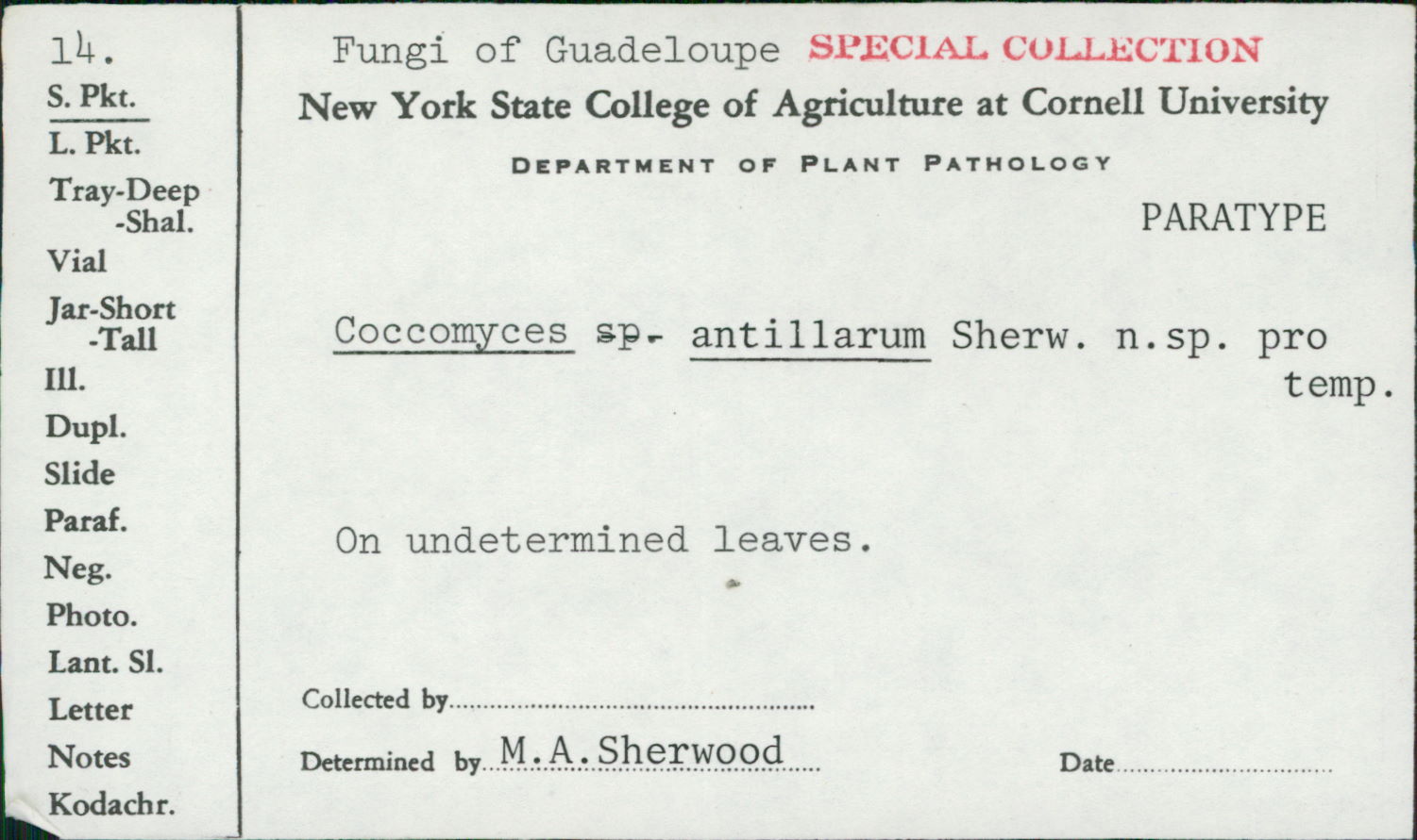 Coccomyces antillarum image