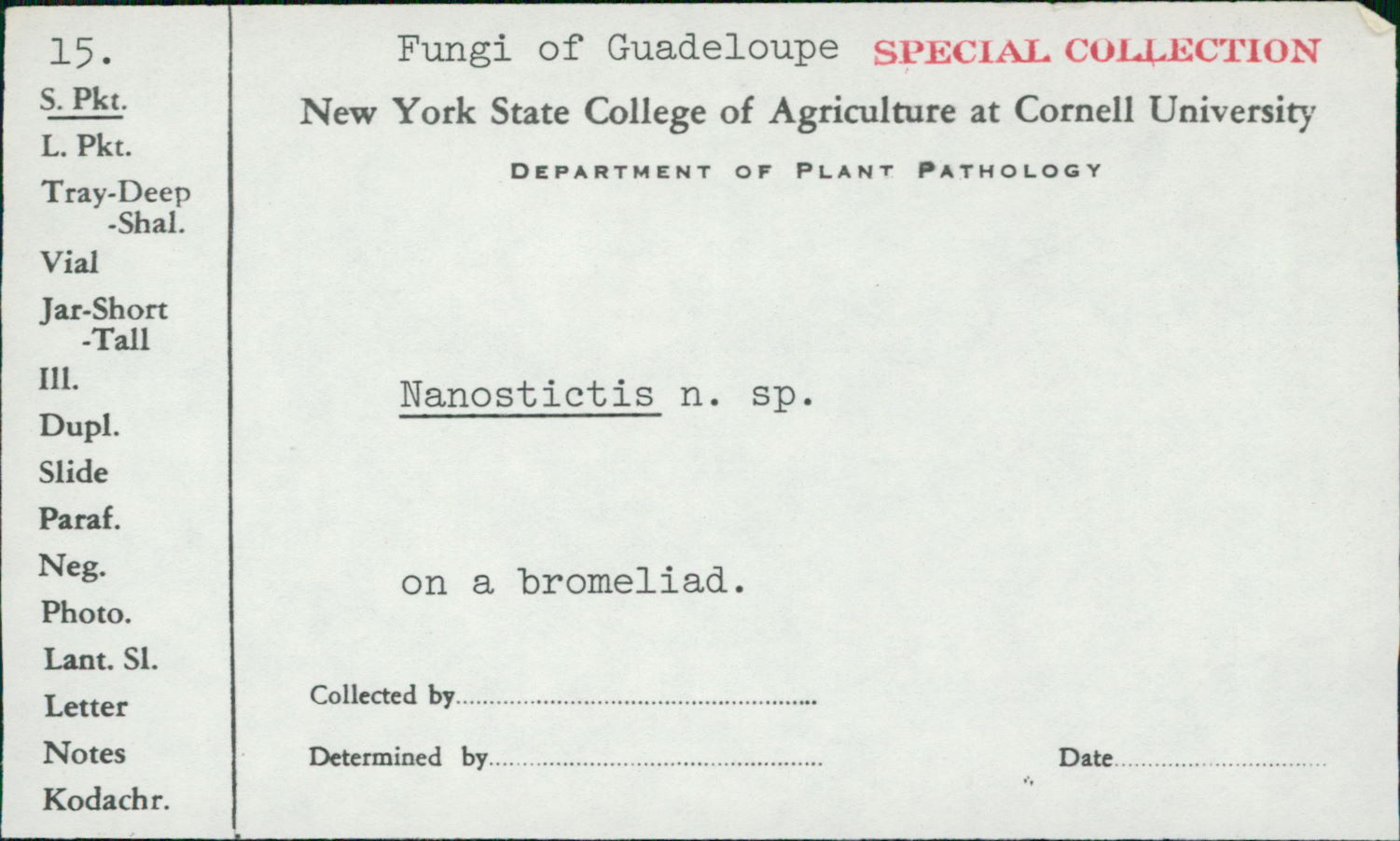 Nanostictis image