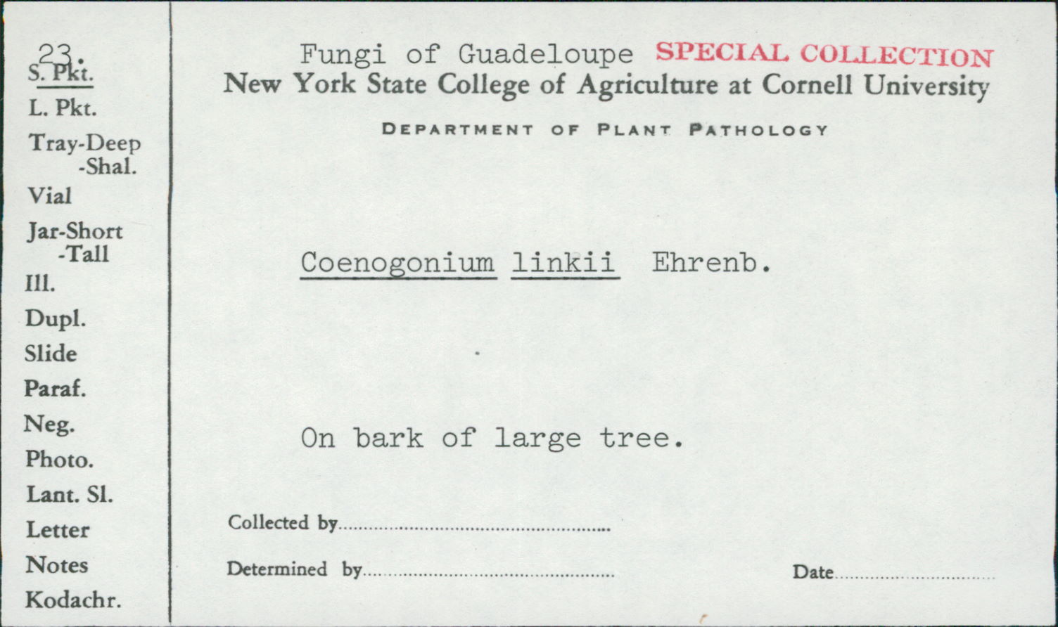 Coenogonium linkii image
