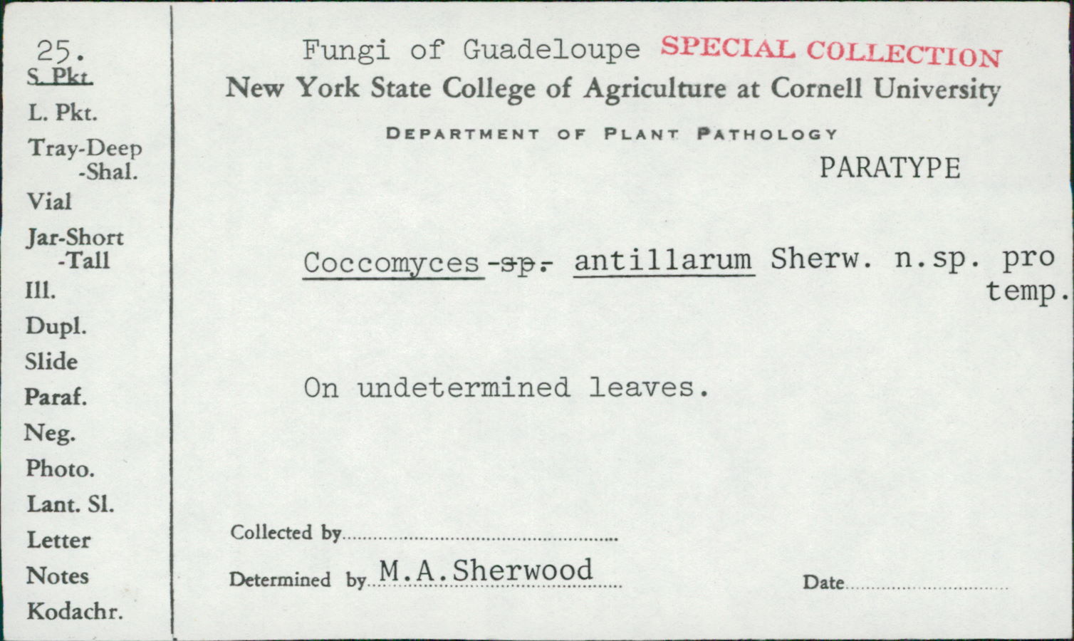Coccomyces antillarum image