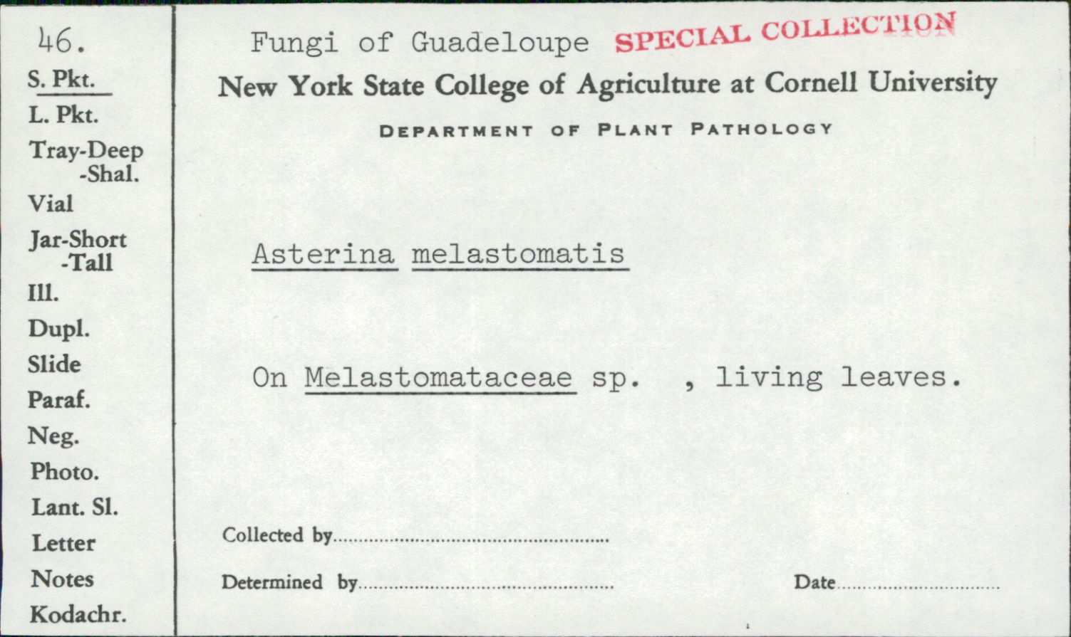 Asterina melastomatis image