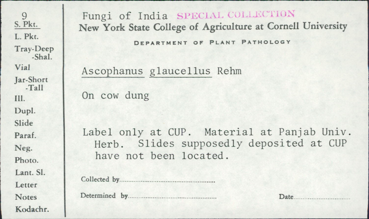 Coprotus glaucellus image
