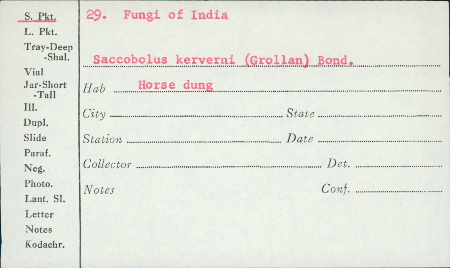 Saccobolus kerverni image