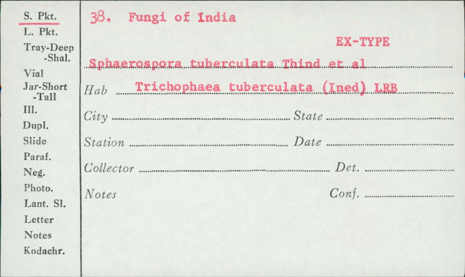 Sphaerospora tuberculata image