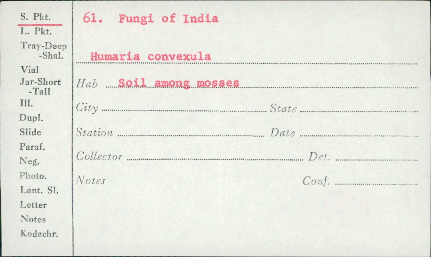Humaria convexula image
