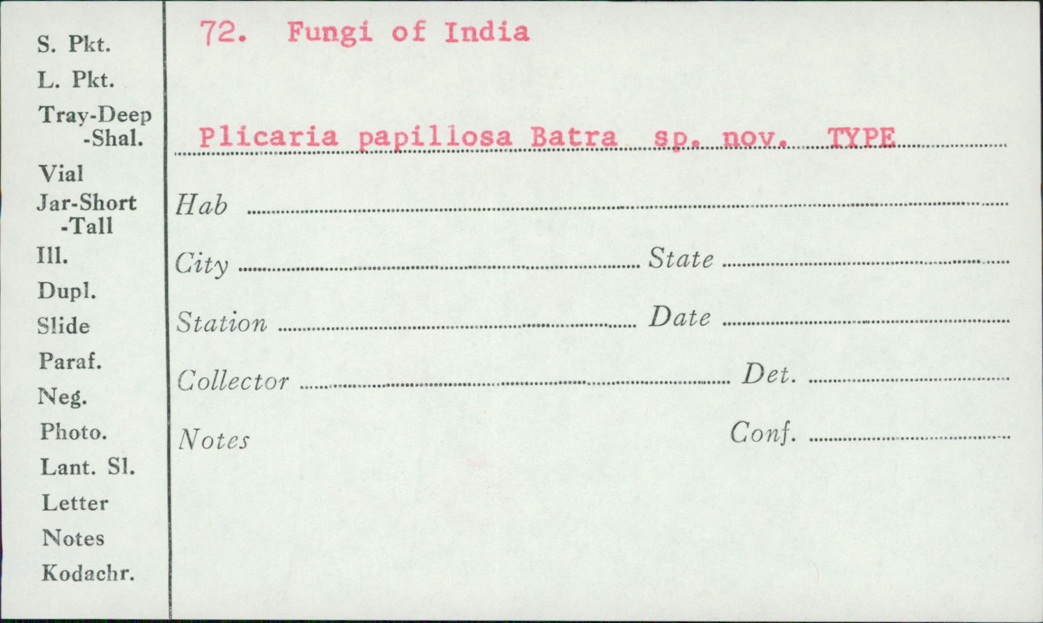 Plicaria papillosa image