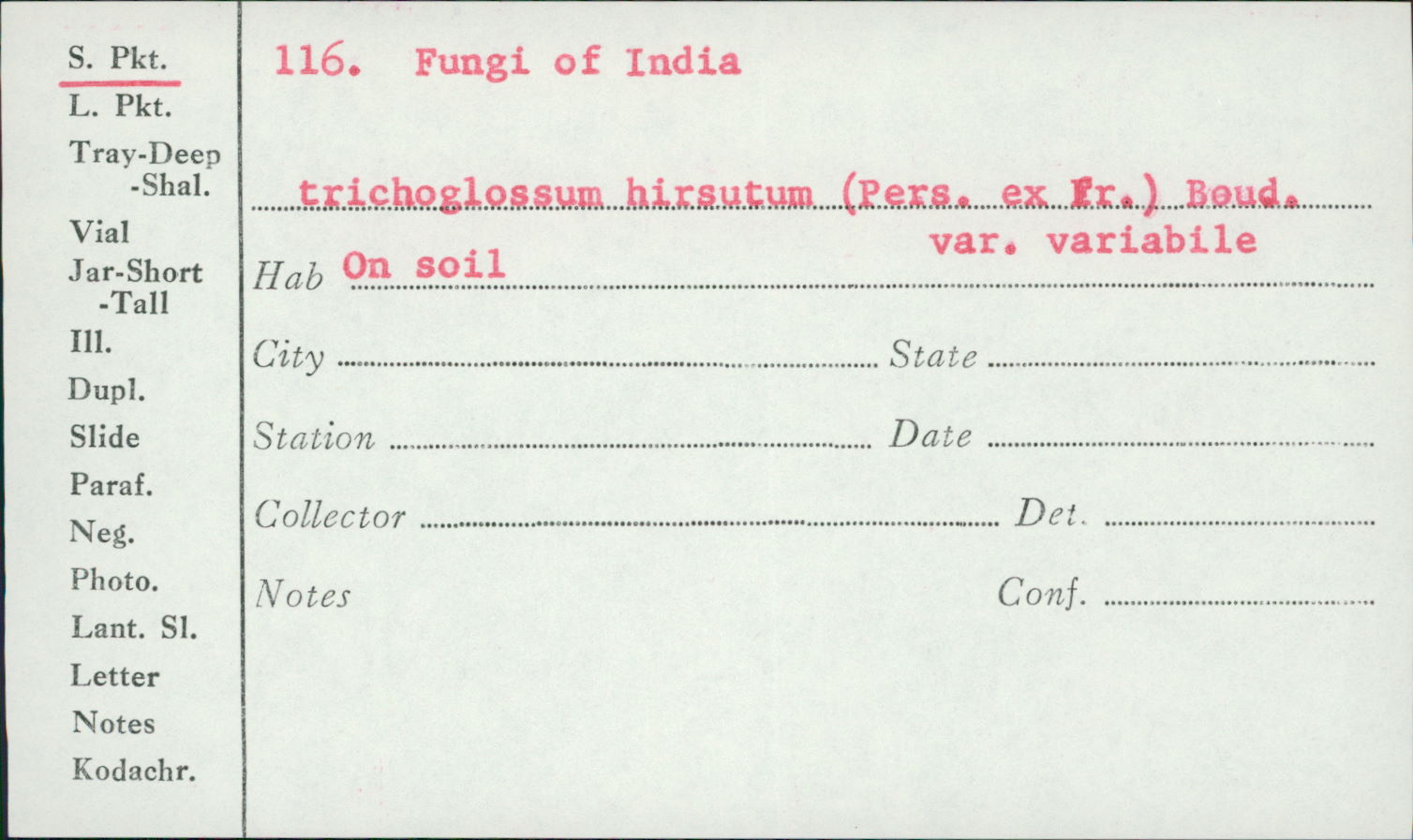 Trichoglossum hirsutum var. variabile image