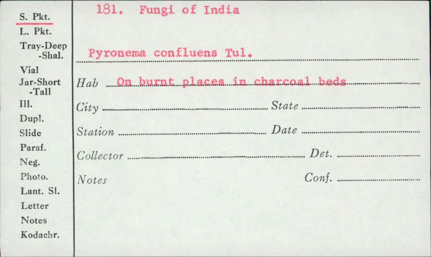 Pyronema confluens image