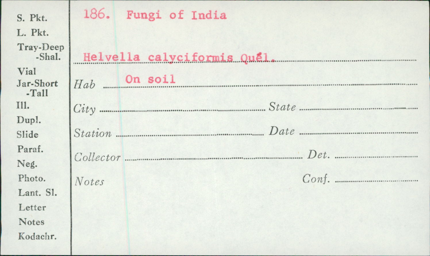 Helvella calyciformis image