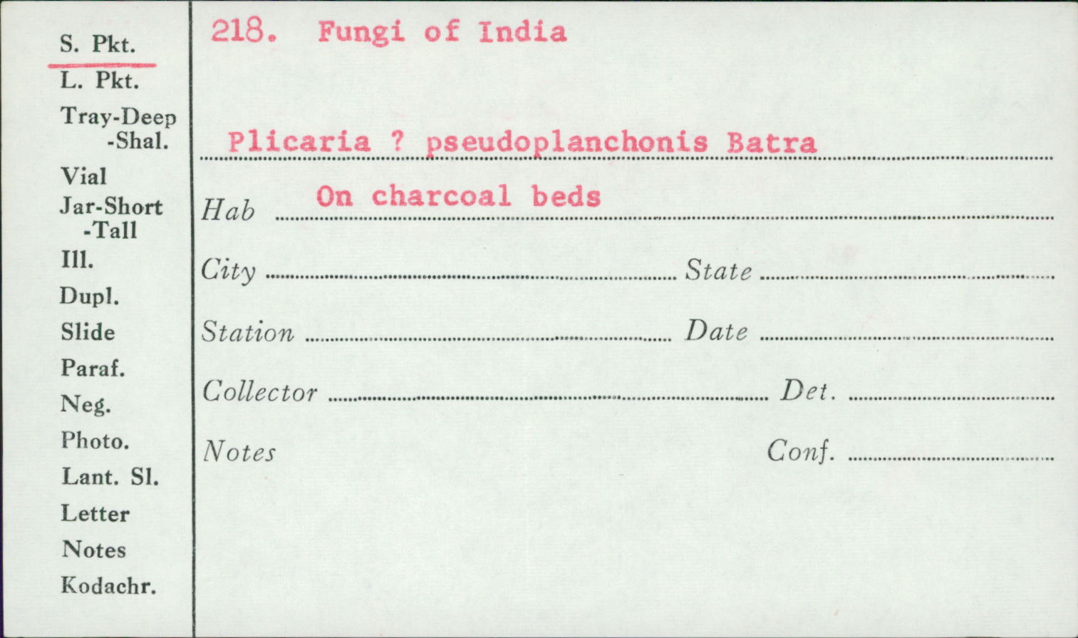 Plicaria pseudoplanchonis image