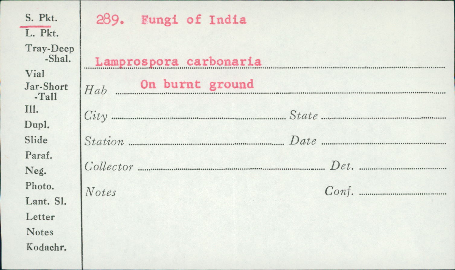 Lamprospora image