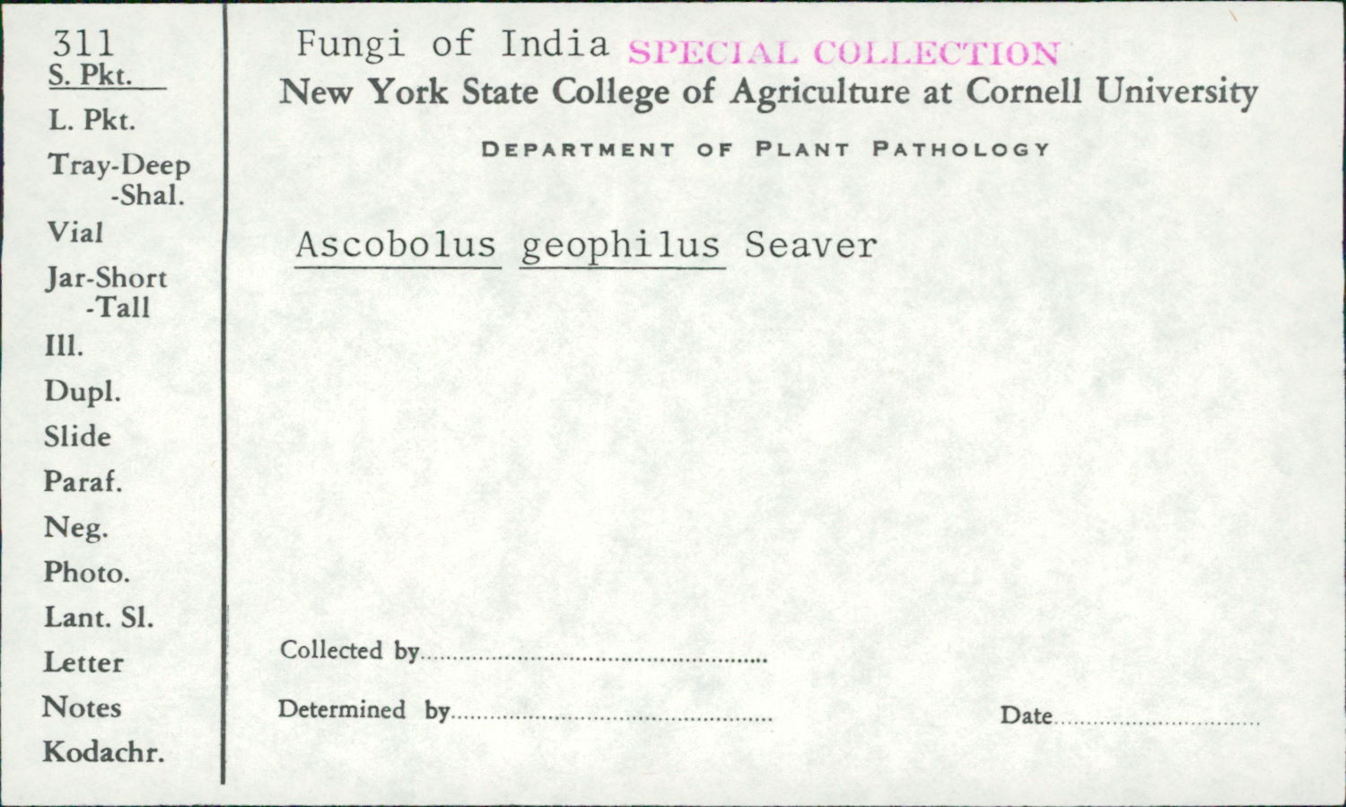 Ascobolus geophilus image