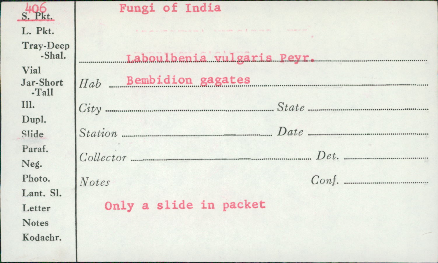 Laboulbenia vulgaris image