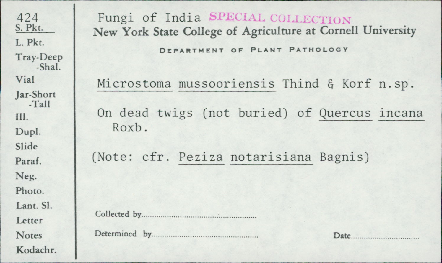 Peziza notarisiana image