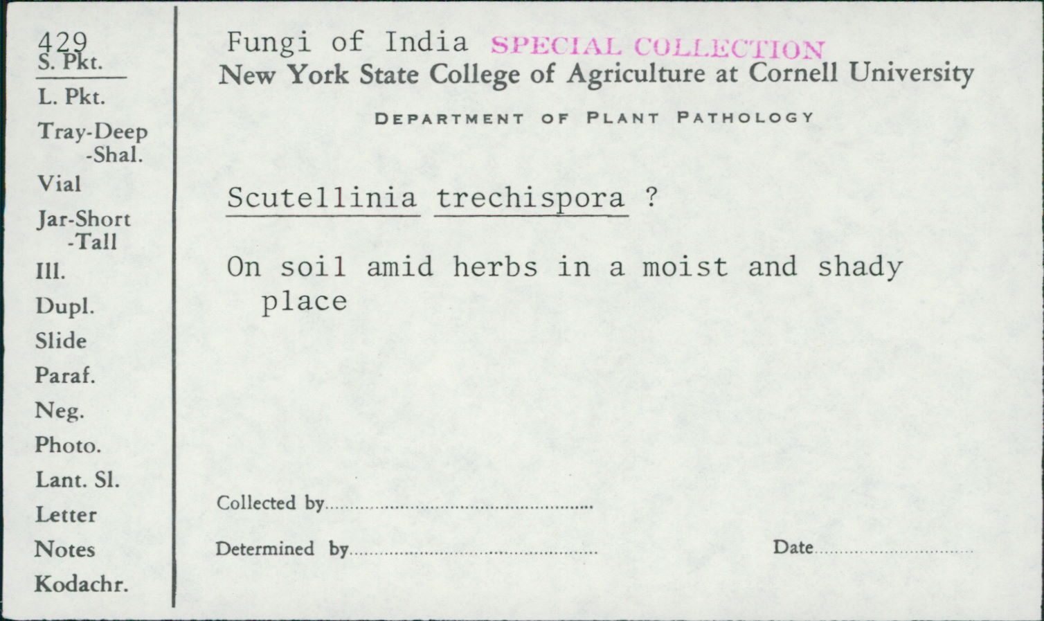 Scutellinia trechispora image